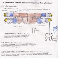 El cuidado de nuestra salud bucal 6